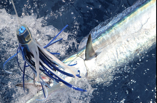 Wahoo takes Katana Heavy Lure